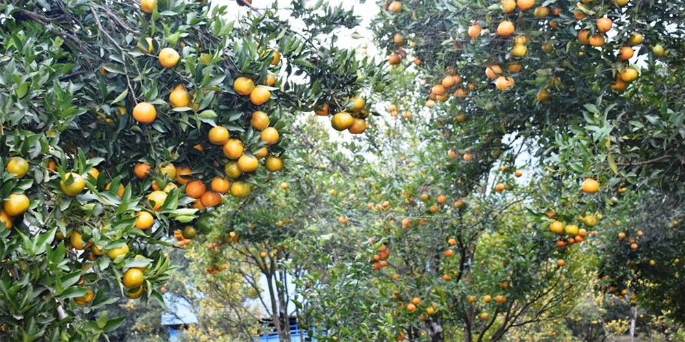 पाखो बारीमै फले डेढ करोडका सुन्तला