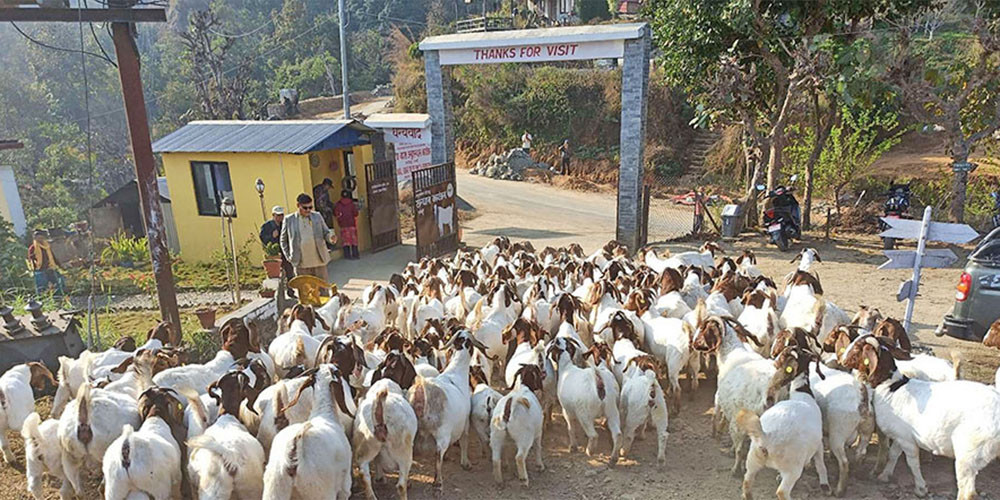 बोयर बोका र खरी जातको बाख्राको माग बढ्यो 