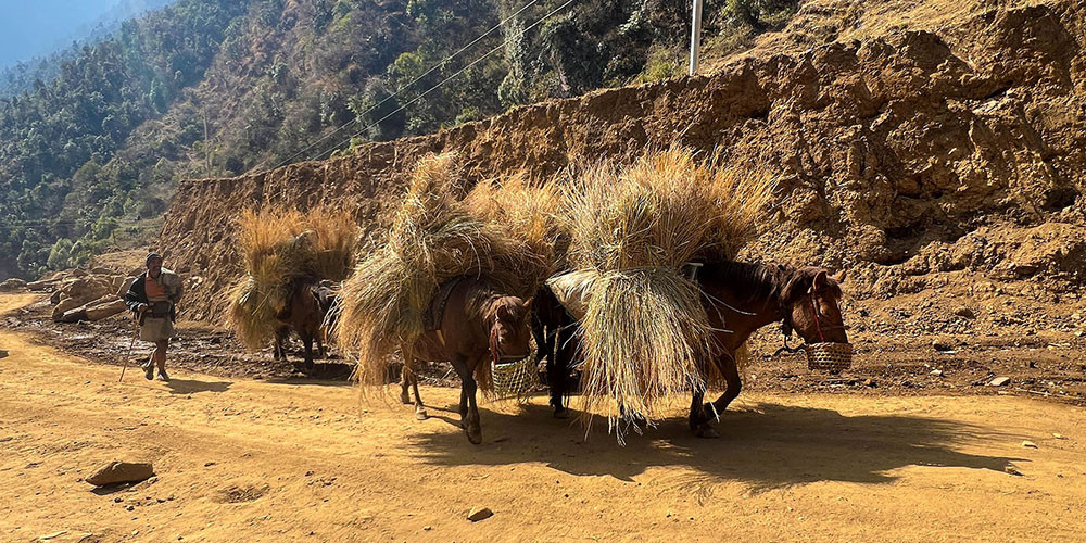 गाउँमा मोटर गुड्न थालेपछि घाँस र मल बोक्छन् खच्चड