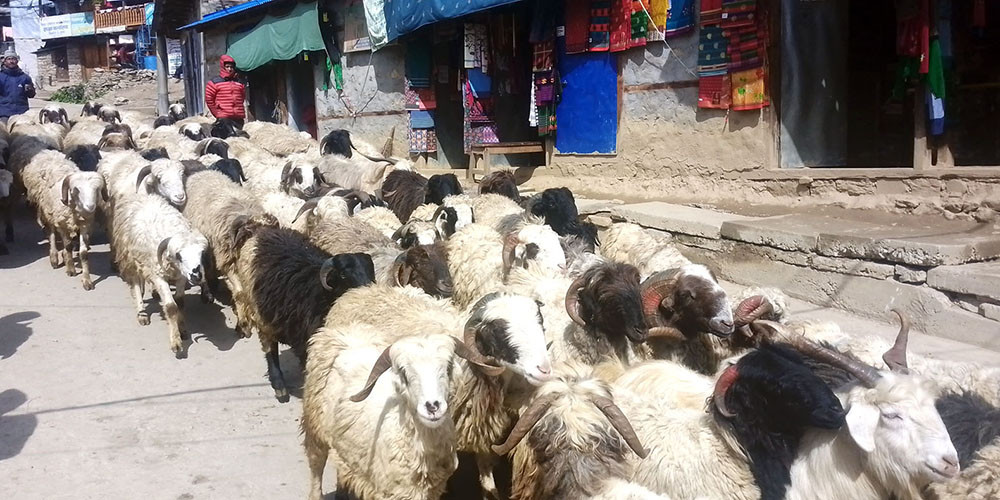 उपभोक्तालाई थप सहुलियत दिन खाद्यले घटायो खसी बोकाको मूल्य