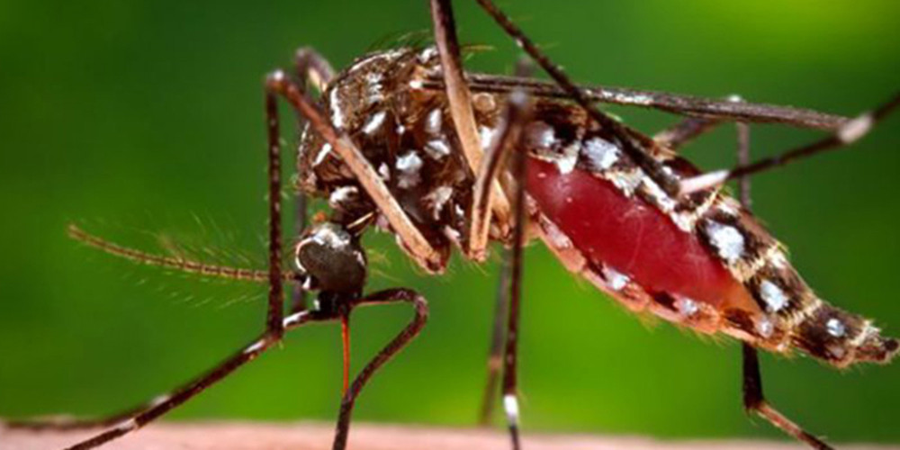 डेंगीका तीन प्रकारका भाइरस सक्रिय, कात्तिकभरि जोखिम