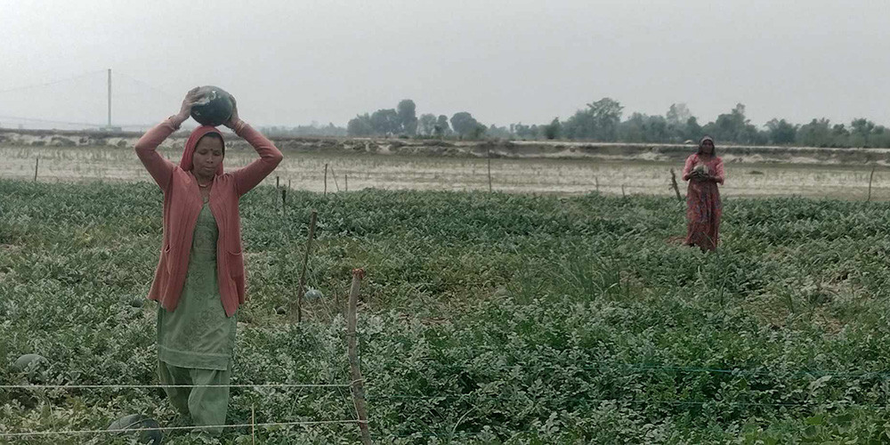 दोदा बगरमा सागसब्जी फलाएर आकर्षक आम्दानी गर्दै पाँच सय किसान