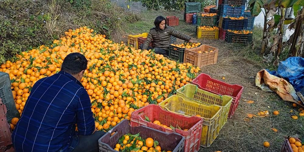 करिब  सात अर्बको फलफूल आयात