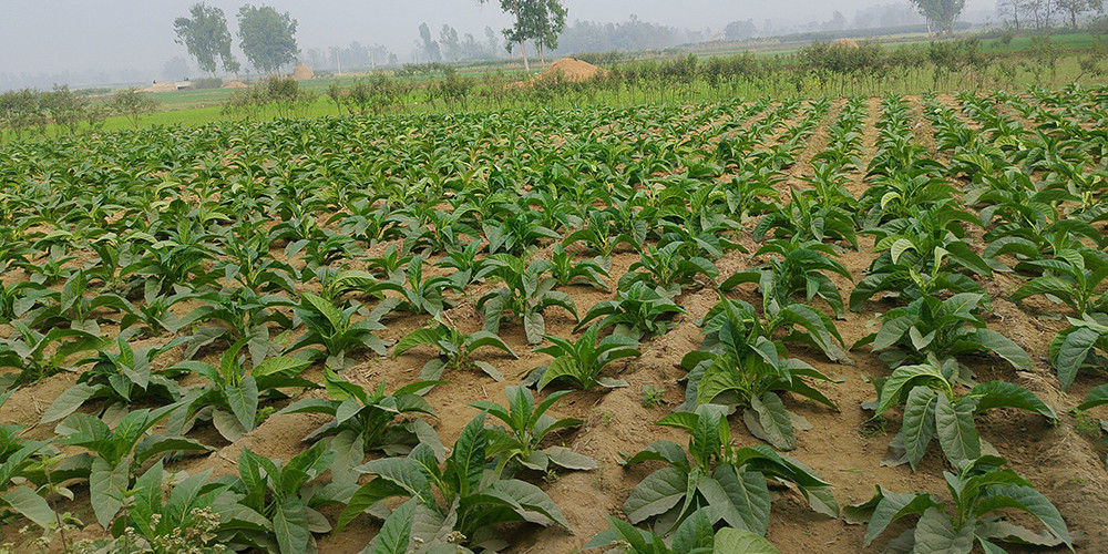 महोत्तरीमा आम्दानीको आकर्षक माध्यम बन्दै सुर्तीखेती