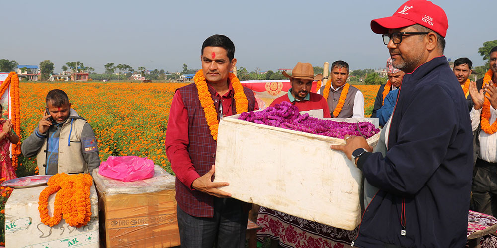 चितवनको सयपत्री र मखमली हङकङ निर्यात