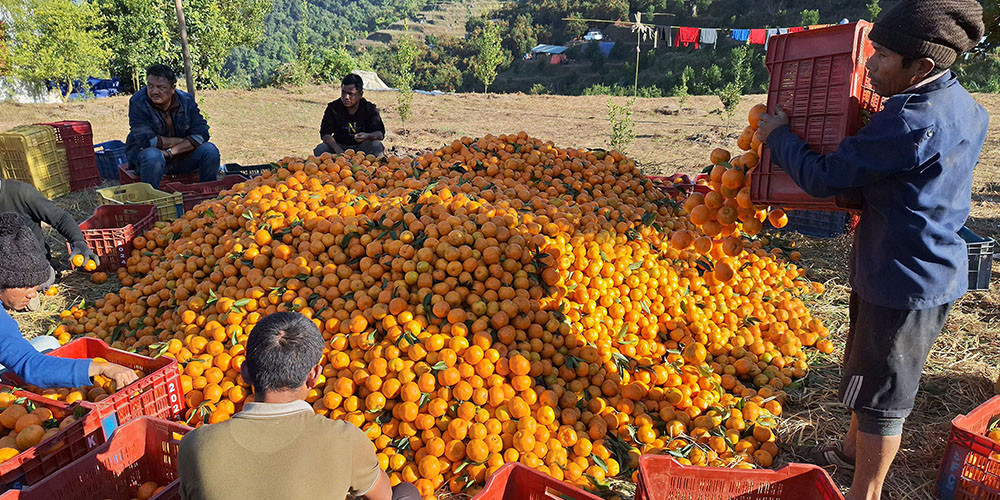सुन्तला खेतीबाट १० करोड भित्र्याउँदै इच्छाकामना गाउँपालिका