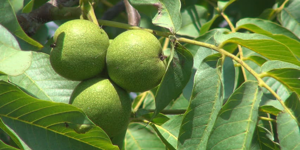 ५ सय रोपनी बाँझो जमिनमा व्यवसायिक ओखर खेती