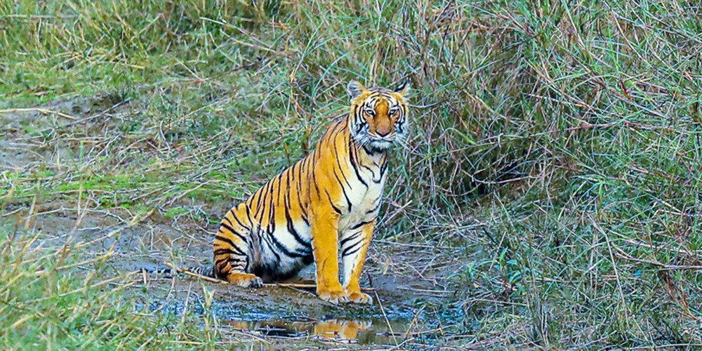 चितवन राष्ट्रिय निकुञ्जमा अब सहजै बाघ देख्न पाइने !