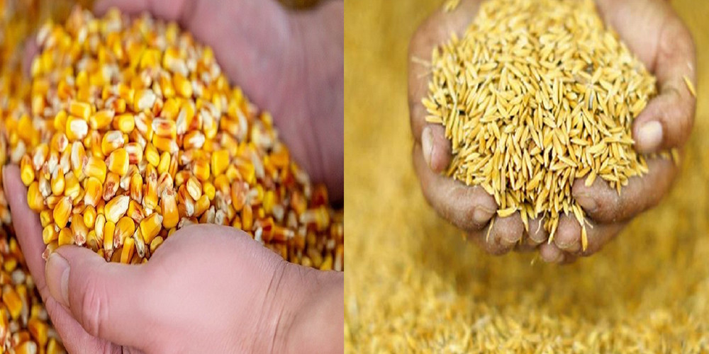 गुल्मीमा किसानले गरे मकै र धानको बीउको मूल्य निर्धारण