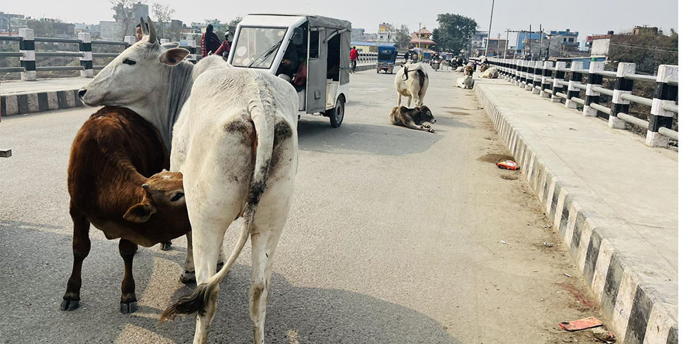 छाडा चौपाया व्यवस्थापनको चुनौती