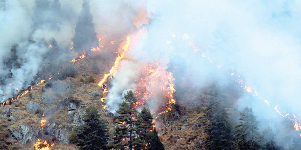 वन डढेलो नियन्त्रणका लागि सहकार्य गर्न महासंघको अनुरोध