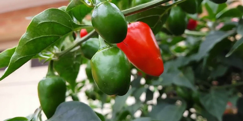 बागलुङमा अकबरे खुर्सानी बेचेर ६ महिनामा १० लाख कमाइ