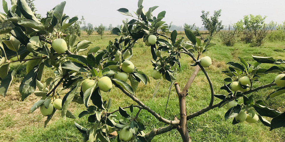 तराईको गर्मीमा पनि लटरम्म स्याउ