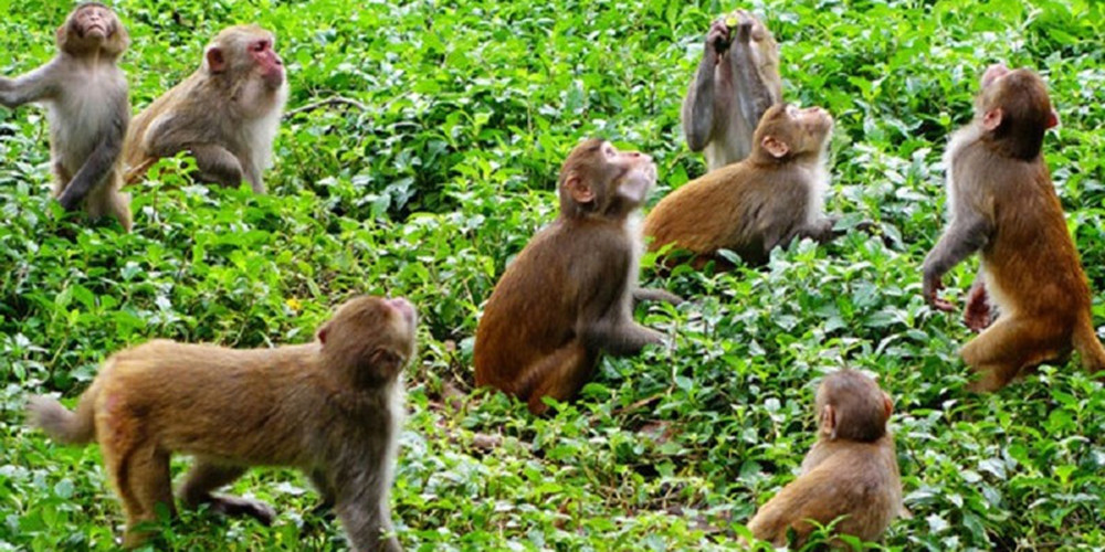 बाँदरलाई कृषि हानिकारक वन्यजन्तु घोषणा
