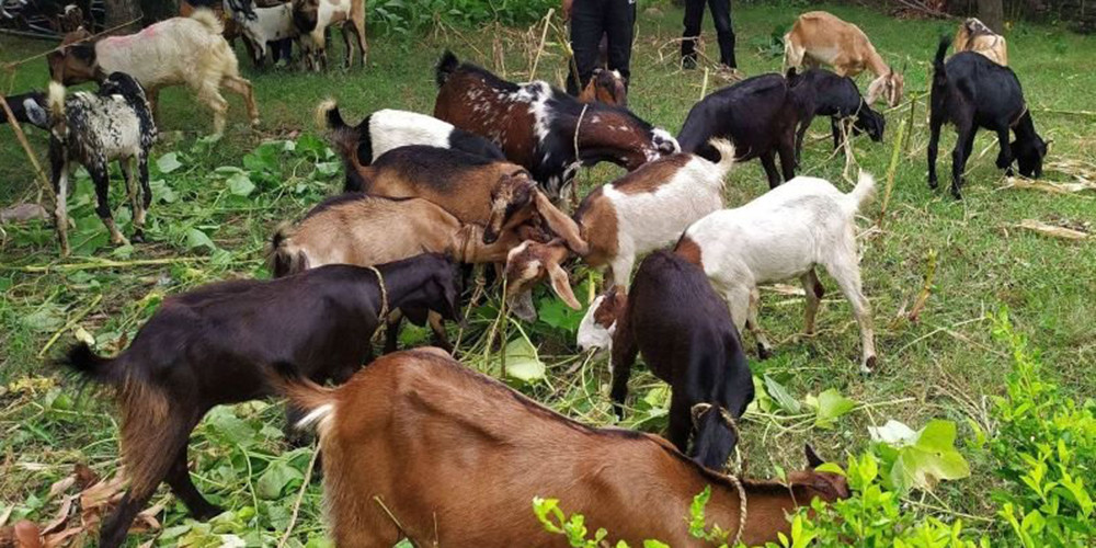 अनुदान पाएपछि व्यावसायिक बाख्रा पालनमा चितवनका चेपाङ समुदाय