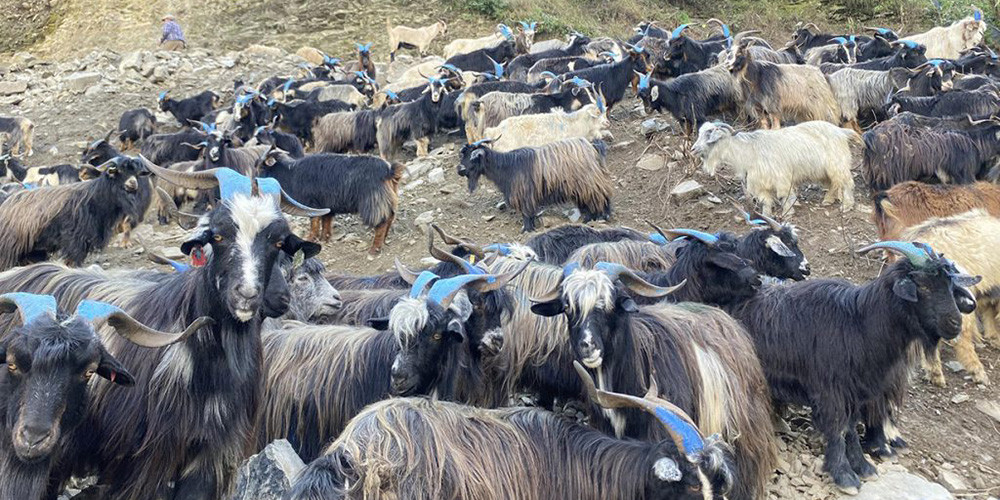दसैँका लागि ल्याएका भेडाच्याङ्ग्रा तिहारमा पनि विकेनन्