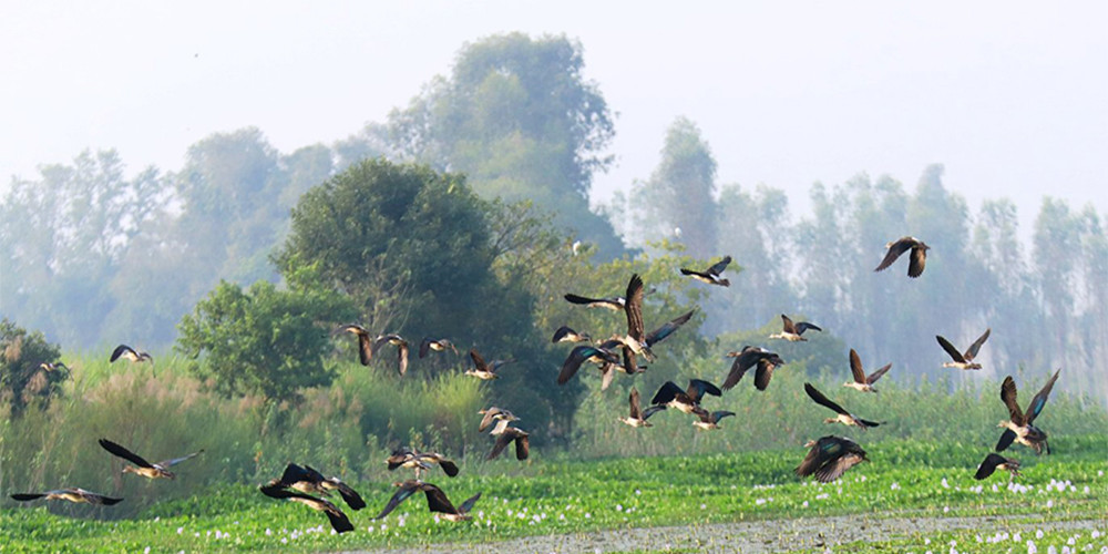 साइबेरियाका चरा कैलाली–कञ्चनपुरमा