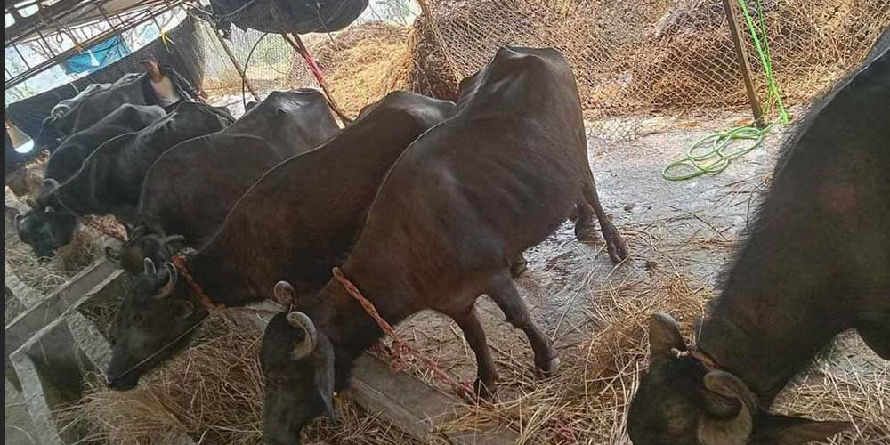 भैंसी पालेर राम्रो आम्दानी