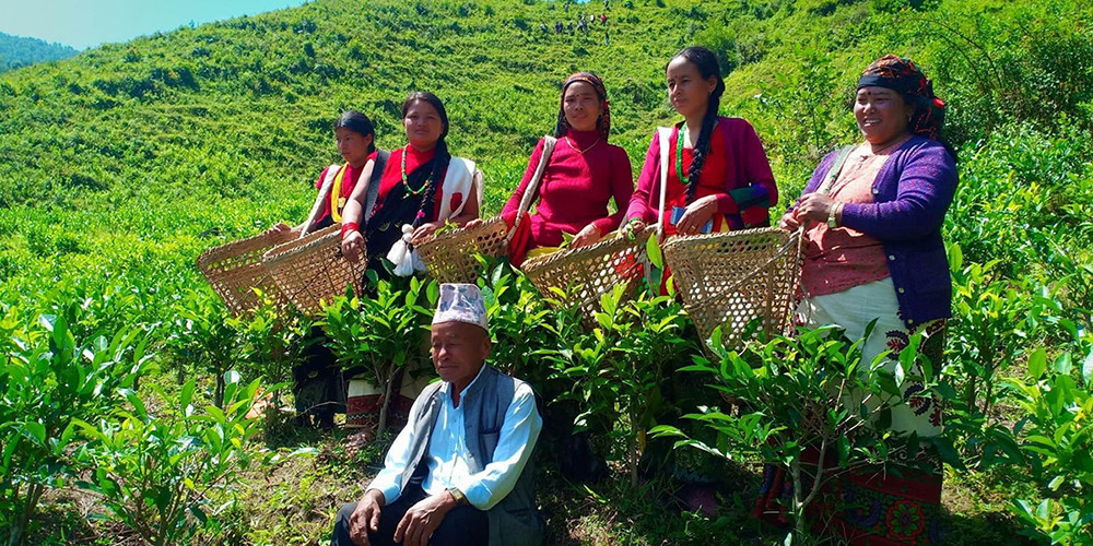 वनमाराले ढाकिएको पाखो बन्यो चिया बगान 
