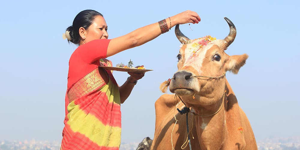 स्थानीय जातका गाईको गहुँतले कालो ढुसीबाट बचाउने दाबी 