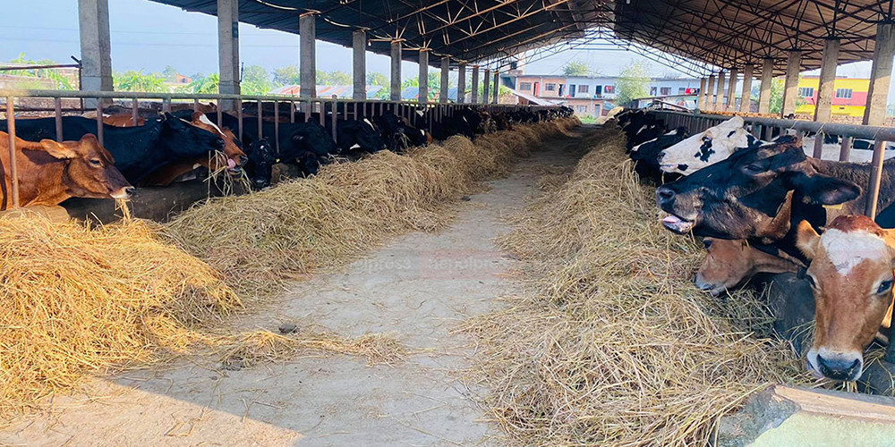 पशुपालक किसानलाई आत्मनिर्भर बनाउन पालिकाको अनुदान