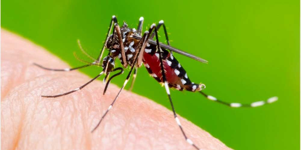 बागमती प्रदेशमा ११ हजार डेङ्गु सङ्क्रमित