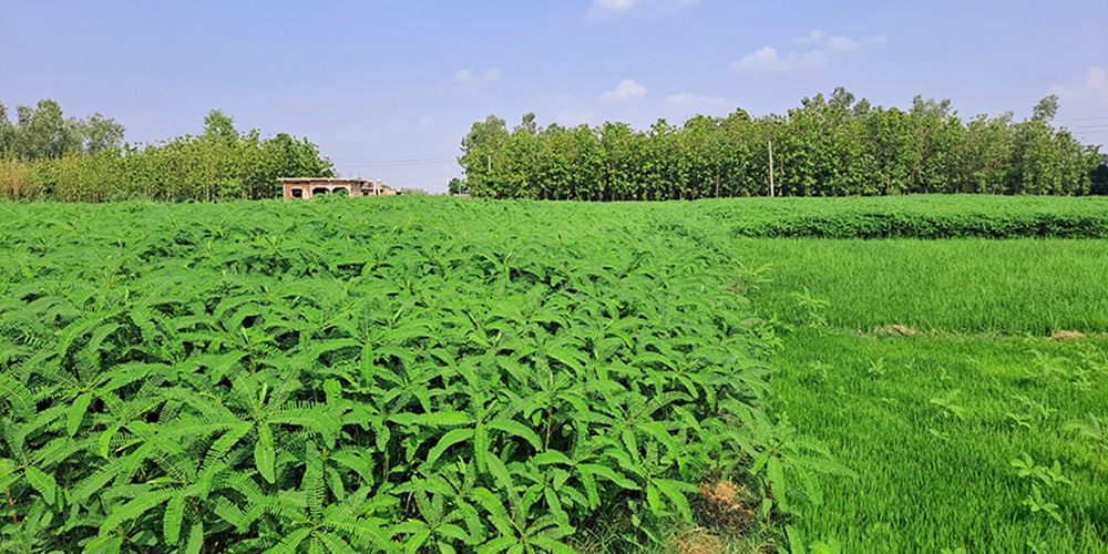 कम्पोष्ट मलका लागि ढैंचाखेती 