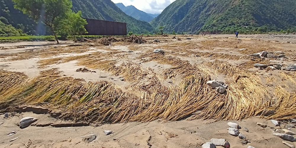 बेमौसमी वर्षाले धानबालीमा क्षति