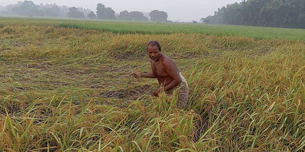 ‘यसपटकको दसैँ दशा भएर आयो’