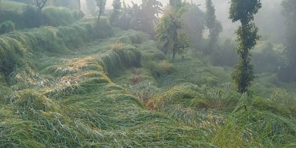 असिनाले धानबाली नष्ट हुँदा कृषक चिन्तित