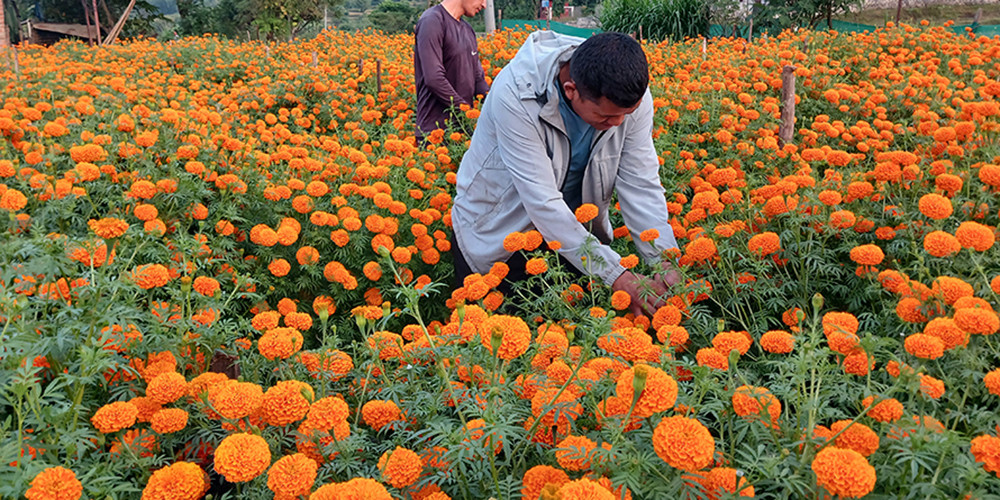 महानगरपालिका क्षेत्रभित्रका ४६ स्थानमा तिहारका लागि स्वदेशी फूल बेच्न पाइने