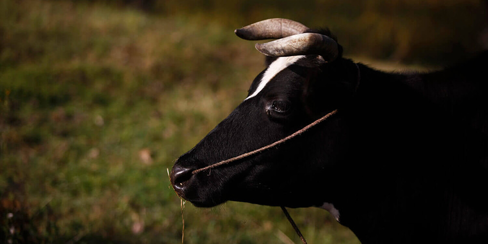 गाई भैँसीको नश्ल सुधारका लागि ३८ करोड विनियोजन