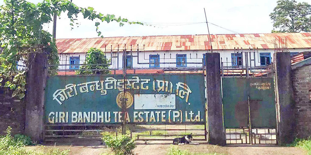 गिरी बन्धु टी इस्टेटको जग्गा सट्टाभर्ना गर्न दिने निर्णय बदर