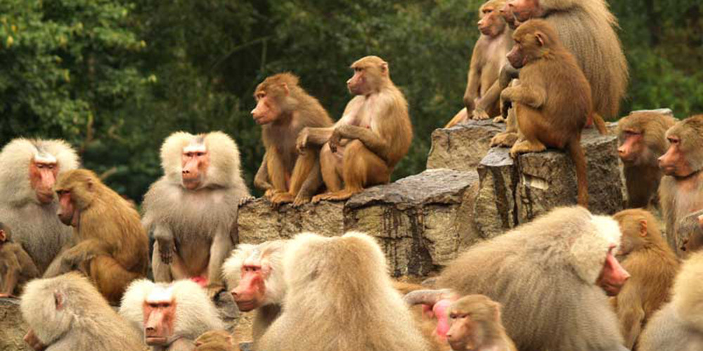 पर्वतको पैंयुँ पालिकामा बाँदर धपाउन कर्मचारी ! 