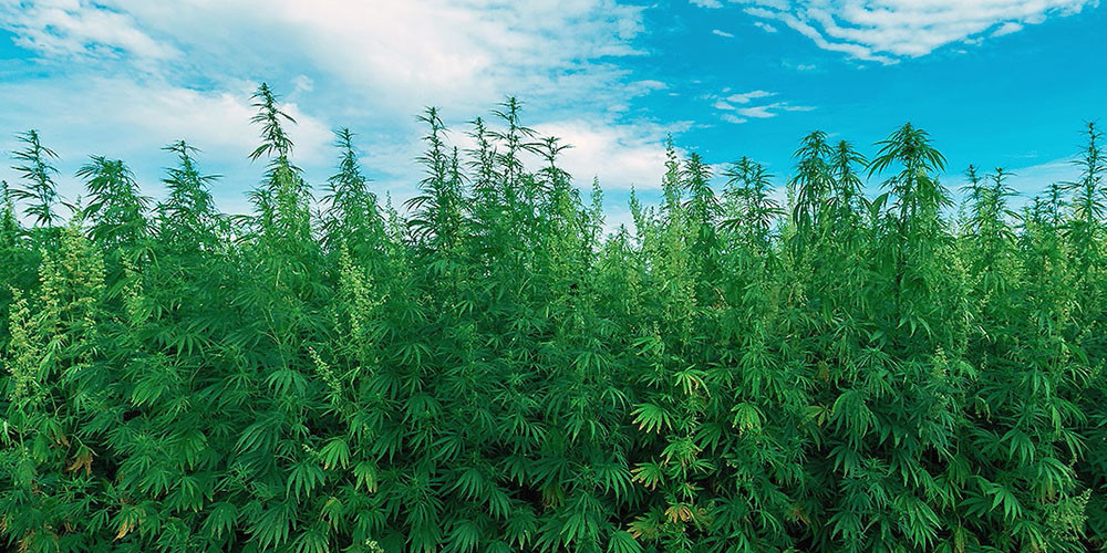 ‘औषधि र औद्योगिक प्रयोजनका लागि गाँजा उत्पादनलाई वैधानिकता दिइने’