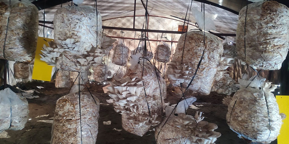 विद्यालय परिसरमै च्याउ र तरकारीखेती : पढ्दै कमाउँदै विद्यार्थी