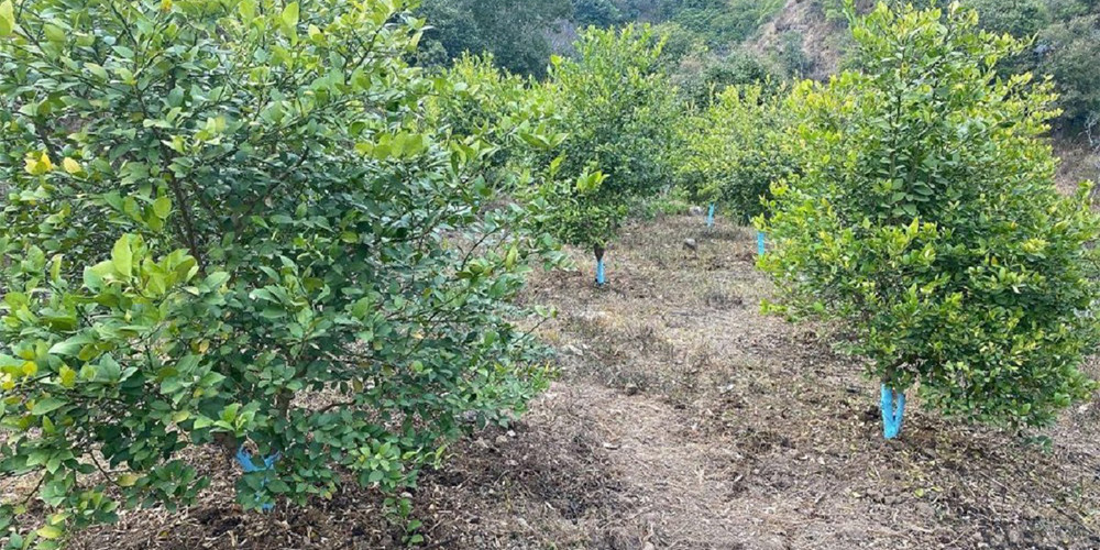 सिँचाइ नभएपछि धानखेत मासेर कागती