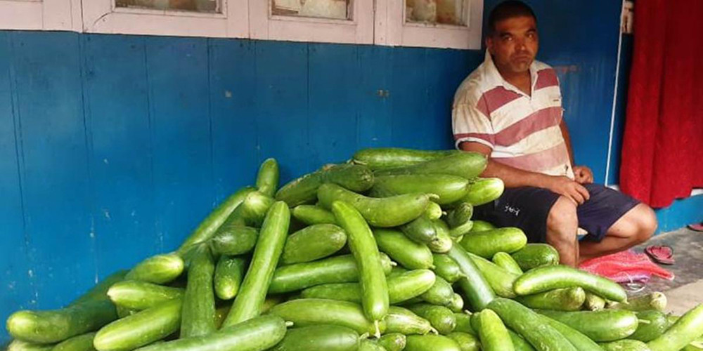 काँक्रा खेतीले बदलियो इलामका किसानको जीवनस्तर