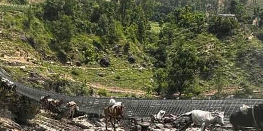कर्णालीकाे झोलुङ्गे पुलमा अड्किएका ११ खच्चडको जीवितै उद्धार, २ वटाकाे मृत्यु
