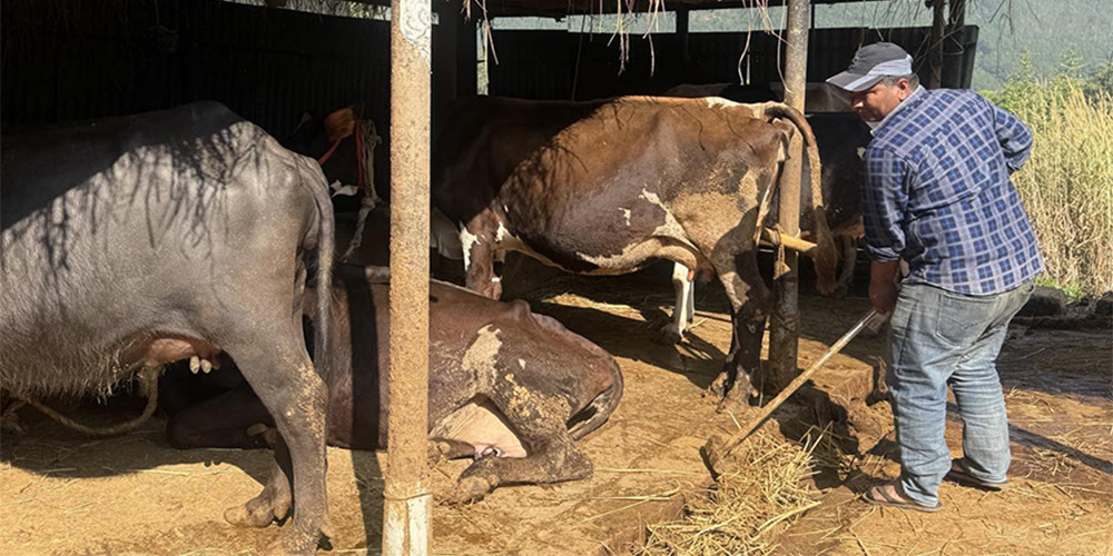 जसले दूध बेचेर कमाउँछन् वार्षिक ३० लाख आम्दानी