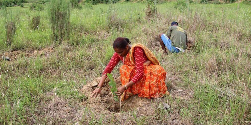दाङमा स्थानीय वन व्यवस्थापन र आर्थिक वृद्धि बढाउन रोपियो हजार रुख