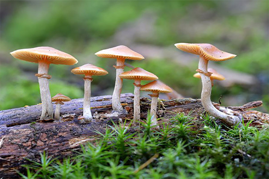 गुल्मीमा विषालु च्याउ खाँदा एकैघरका ८ जना बिरामी