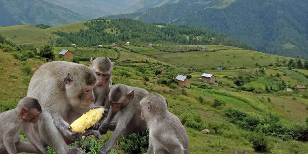 बाँदरको बन्ध्याकरण गर्न प्रदेशैपिच्छे प्रजनन् केन्द्र खोल्न प्रस्ताव