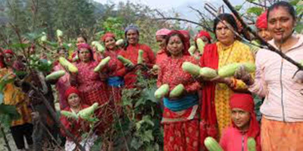 सामूहिक कृषिमा महिलाको आकर्षण बढ्दो