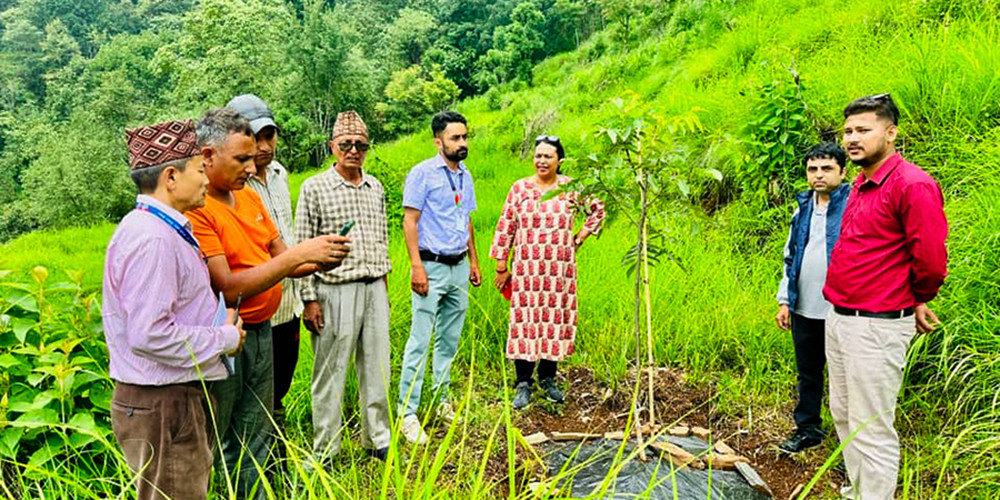 बाँदरले हैरान बनाएपछि पर्वतका किसान ओखरखेतीमा लागे