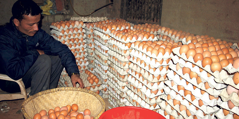 उपभोग बढेसँगै अण्डाको माग धान्न मुश्किल 