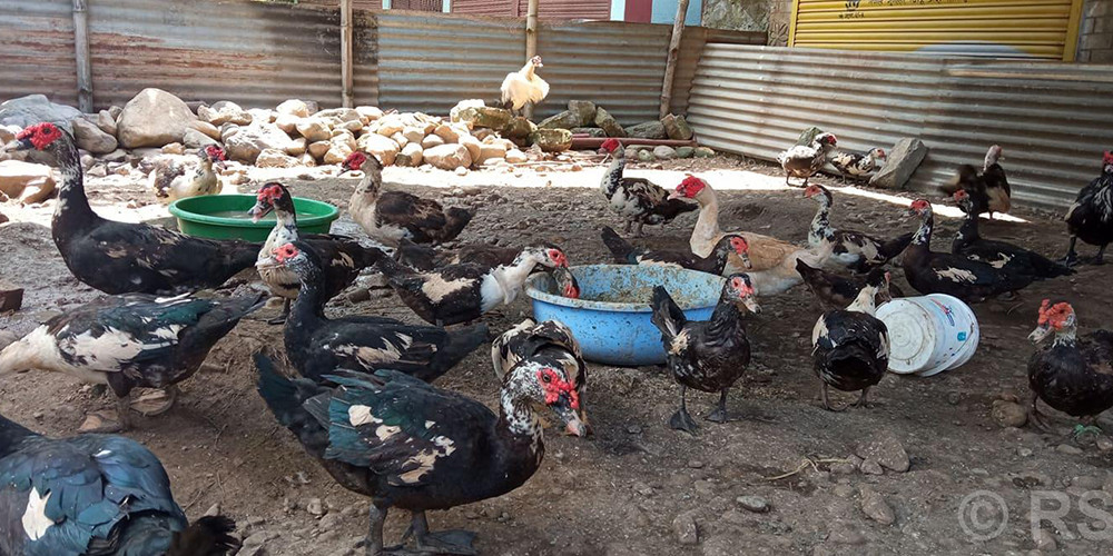 नगरपालिकाले ब्याजमा अनुदान दिएपछि युवा उद्यमी उत्साहित