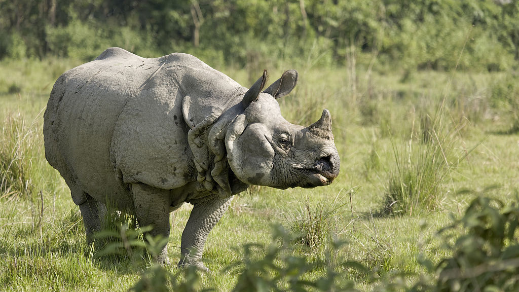 गैँडा गणना शुरु
