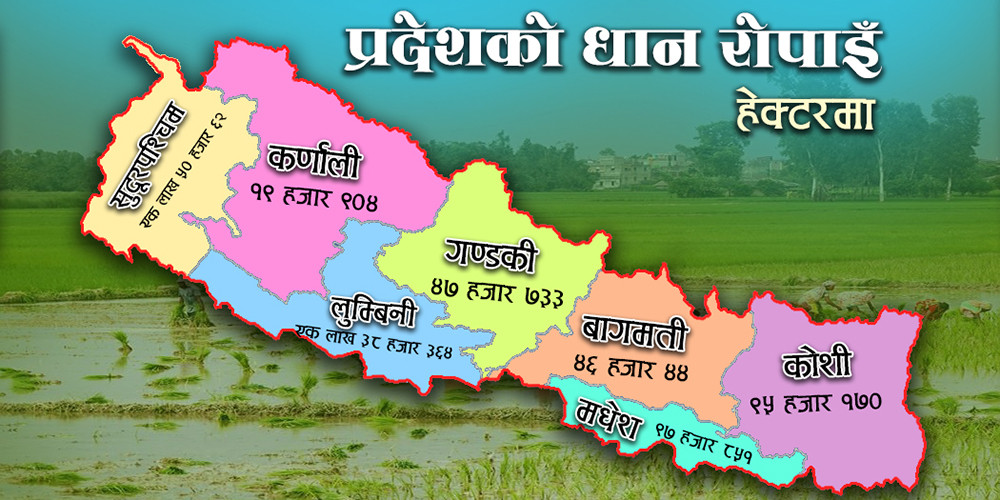 नेपालमा धान : उत्पादनमा वृद्धि हुँदै, आकर्षण घट्दै