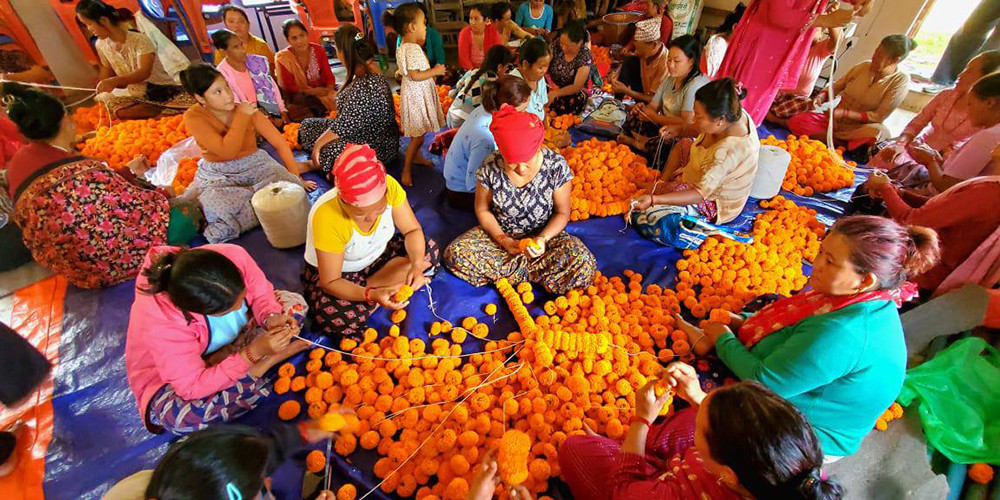 कतार पुग्छ तनहुँको सयपत्री